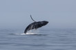 Humpback Whale Breaches Out of Atlantic Ocean Off Cape Cod