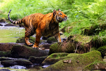 Wall Mural - The Siberian tiger (Panthera tigris tigris),also called Amur tiger (Panthera tigris altaica) walking through the water. Beautiful female Siberian tiger in warm summer.