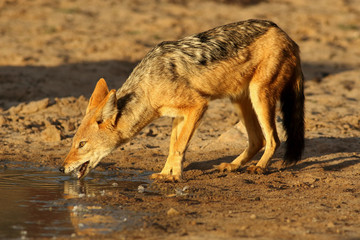 Poster - The black-backed jackal (Canis mesomelas) is drinking from waterhole in beautiful evening light during sunset in the red desert