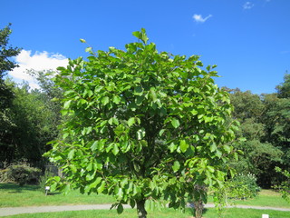 a tree growing in a botanical garden. landscape in the park.