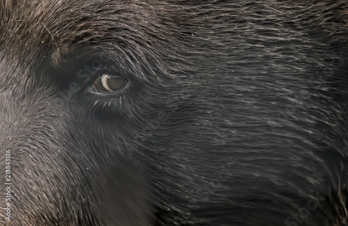 Closeup Of Bear Eye Buy This Stock Photo And Explore Similar