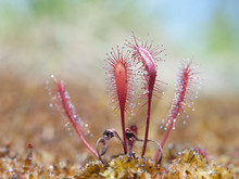 English, Or Great Sundew, Drosera Anglica, In Peatmoss, Sundew, Or Dew Plant, Or Lustwort, In A Small Carnivorous, Or Insectivorous, Swamp Plant That Catch Insects, With Sticky Drops On Its Leaves.