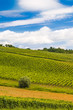 Daruvar vineyard landscape, idyllic green hills, Croatia