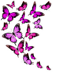 Wall Mural - beautiful pink butterflies, isolated  on a white