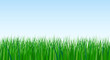 vector illustration of green grass on sky background