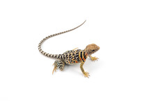 The Common Collared Lizard Isolated On White Background