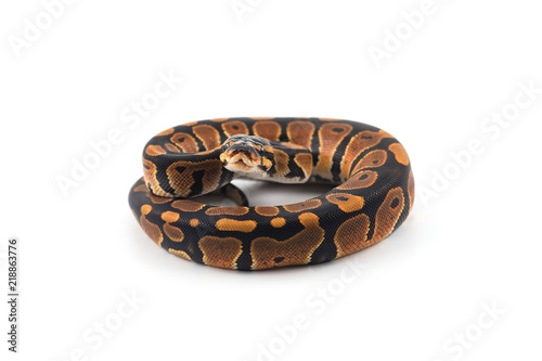 Zdjęcie XXL python piłkę na białym tle