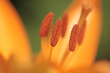 Nature Macro Photography - Close Up Of An Orange Lily Flower With Pollen, Outdoors On A Sunny Summer Day
