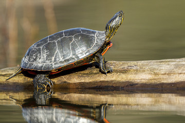 Wall Mural - Side view of turle on log.