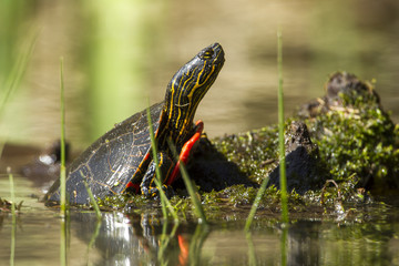 Wall Mural - Close up of painted turtle partly in water.