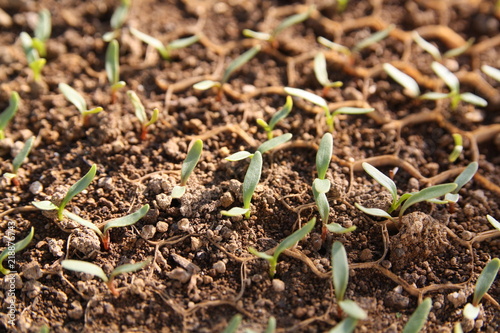 Fotografia  ビート発芽