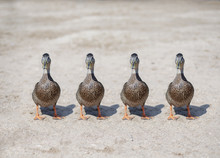 Four Ducks In A Row On Beach
