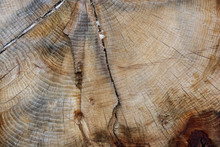 A Textured Pattern Of A Cut Tree, Showing Many Rings On It's Smooth Surface.