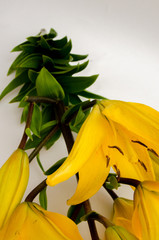 leaves from a lily, a beautiful yellow lily, a flower lies on a table, in the summer a flower called lily