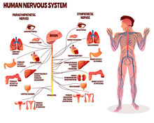 Human Nervous System Vector Illustration. Cartoon Design Of Man Body With Brain Parasympathetic And Sympathetic Nerves Chain For Neurology Medical Infographic