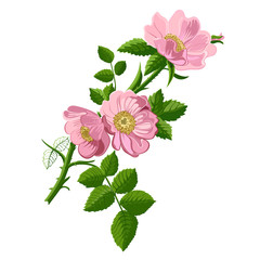 Wall Mural - Branch of  rosehip, pink rosehip flowers and leaves. Dogrose. Good for using in packaging - tea, oil, cosmetics etc.  