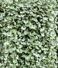 Backdrop Greenery 2