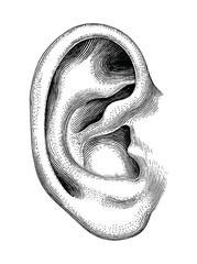 human ear hand draw vintage clip art isolated on white background