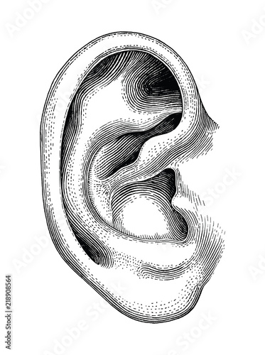 Cuadros en Lienzo Human ear hand draw vintage clip art isolated on white background