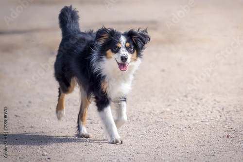 Fotografía Nala the Miniature Australian Shepherd, city walk