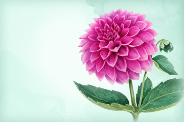 Wall Mural - Watercolor illustration of  a dahlia flower. Perfect for greeting cards or invitations