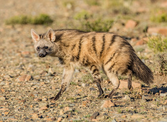 Poster - Aardwolf