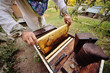 a male bee-keeper takes out of the beehive or apiary the frame for bees