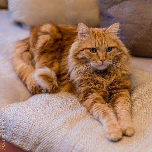 Ginger Cat On Sofa A Cute Ginger Color Long Haired Cat In A