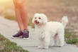 Bichon bolognese dog with beautiful in the park