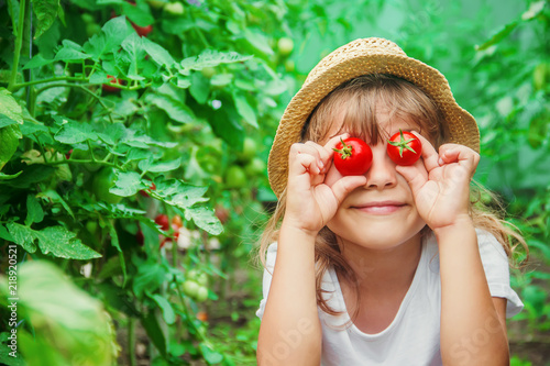 Fotografía child collects a harvest of homemade tomatoes. selective focus.