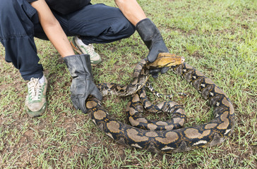 Rescuers with gloves catch python on the nature ,Python reticulatus.Python molurus is a large nonvenomous python species found in many tropic and subtropic areas of India and Southeast Asia.