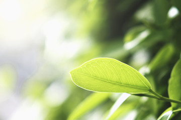 Wall Mural - closeup green leaf in nature with sunshine