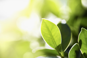 Wall Mural - closeup green leaf in nature with sunshine