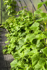 Cucumbers grow in a home greenhouse.