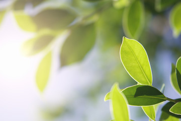 Wall Mural - closeup green leaf in nature with sunshine