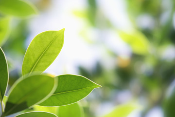 Wall Mural - closeup green leaf in nature with sunshine