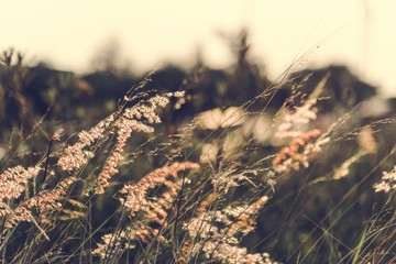 wild grass growing in nature