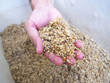 Spent Grain in hand : Homebrewing