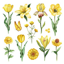 Watercolor Illustrations Of Yellow Flowers