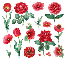 Wall Mural - Watercolor illustrations of red flowers