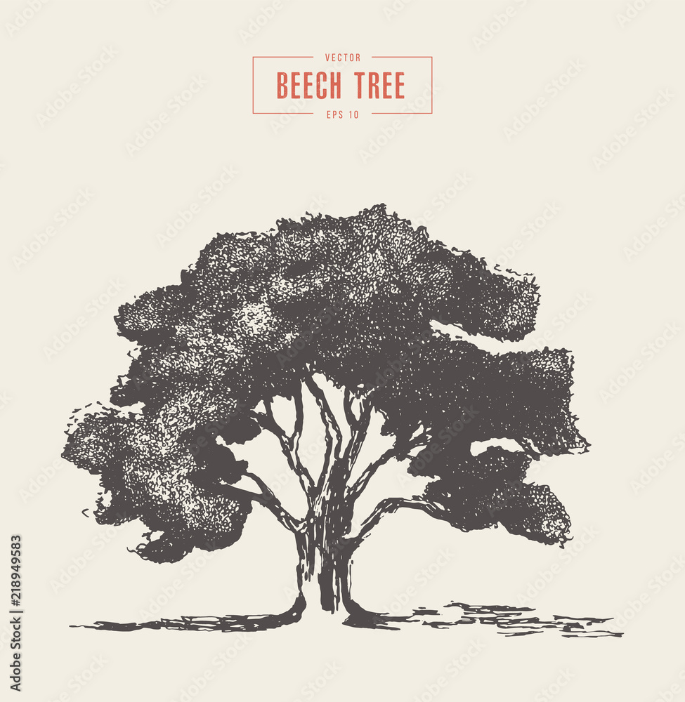 High detail vintage illustration beech tree vector - obrazy, fototapety, plakaty 