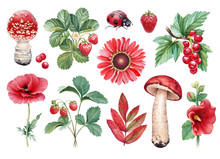 Watercolor Illustrations Of Flowers, Berries, Mushrooms And Insects