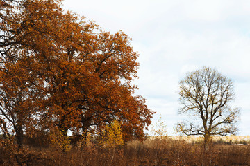 Poster - Fall landscape. Yellow trees and bushes against blue sky