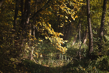 Poster - Fall landscape with path through golden trees