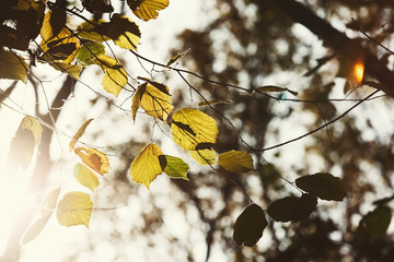 Poster - Fall backdrop. Branches of trees with autumn leaves