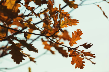 Poster - Fall backdrop. Branches of trees with autumn leaves