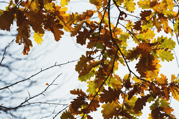 Poster - Fall backdrop. Branches of trees with autumn leaves