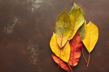 Poster - Autumn seasonal background, colourful ash leaves