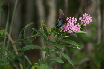 Wall Mural - Butterfly Landing on a Flower