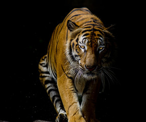 Wall Mural - Tiger portrait in front of black background